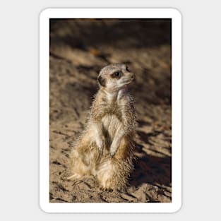 Meerkat Sticker